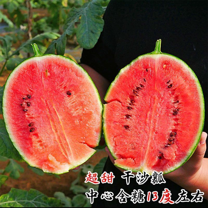 全美2k西瓜精品西瓜小吊瓜小糖丸大量供应欢迎来电