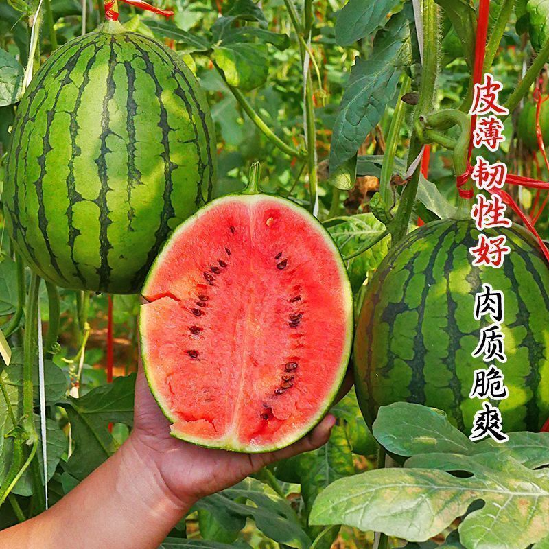 全美2k西瓜精品西瓜小吊瓜小糖丸大量供应欢迎来电