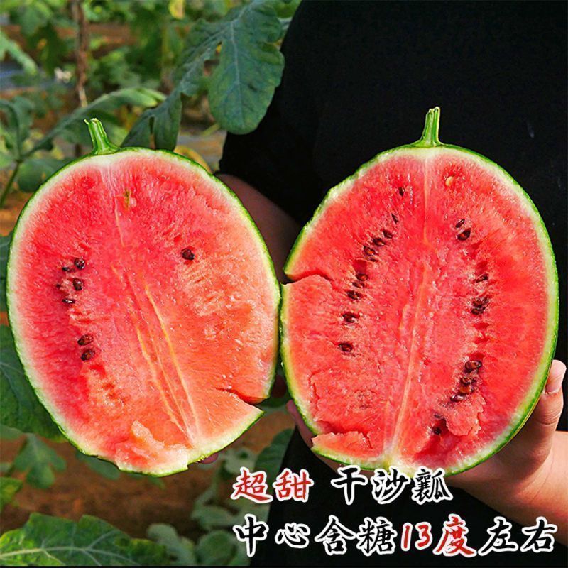 全美2k西瓜精品西瓜小吊瓜小糖丸大量供应欢迎来电