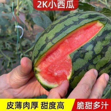 全美2k西瓜精品西瓜小吊瓜小糖丸大量供应欢迎来电
