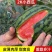 手扒西瓜小糖丸西瓜全美2k西瓜小吊瓜大量供应供应