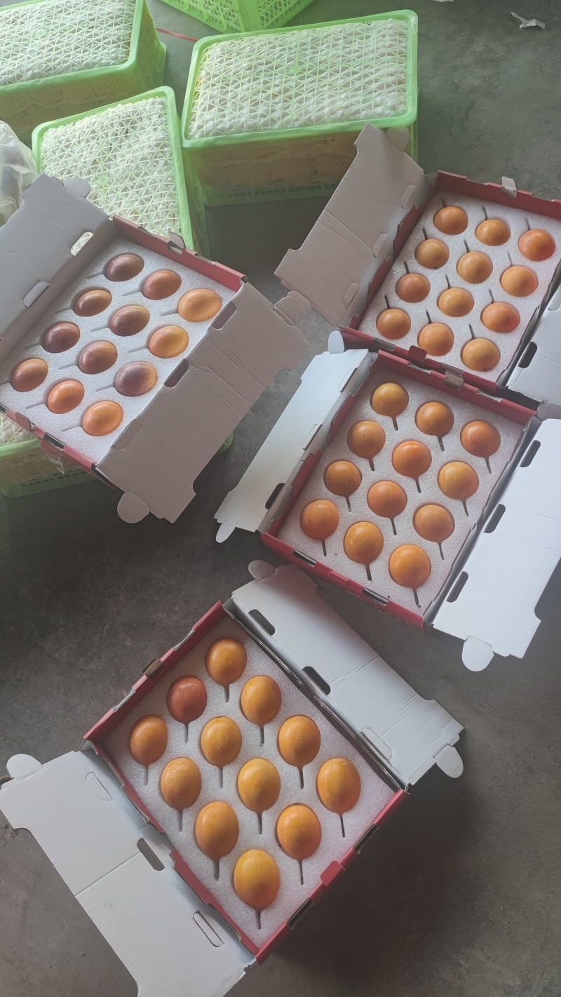 哥伦比亚热情果引进云南西双版纳香甜可口可一件代发