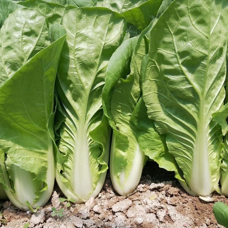 绿盛小白菜种子生长快耐热抗病快菜种子青菜种农家春秋蔬
