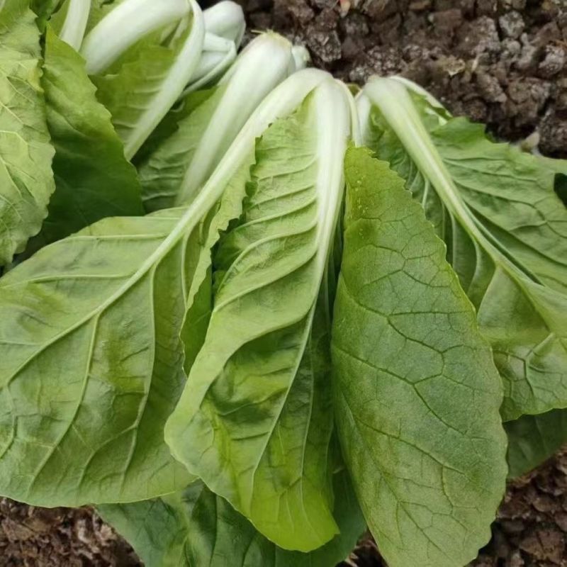 绿盛小白菜种子生长快耐热抗病快菜种子青菜种农家春秋蔬