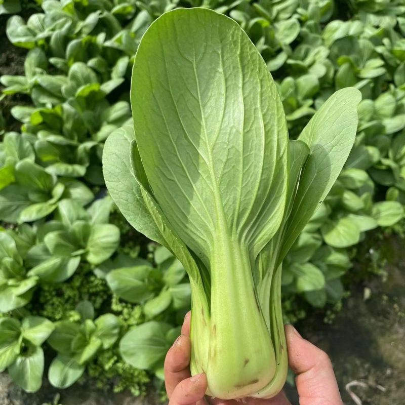春丽青菜种子耐抽苔苏州青种子农家菜园大田春秋季播蔬菜