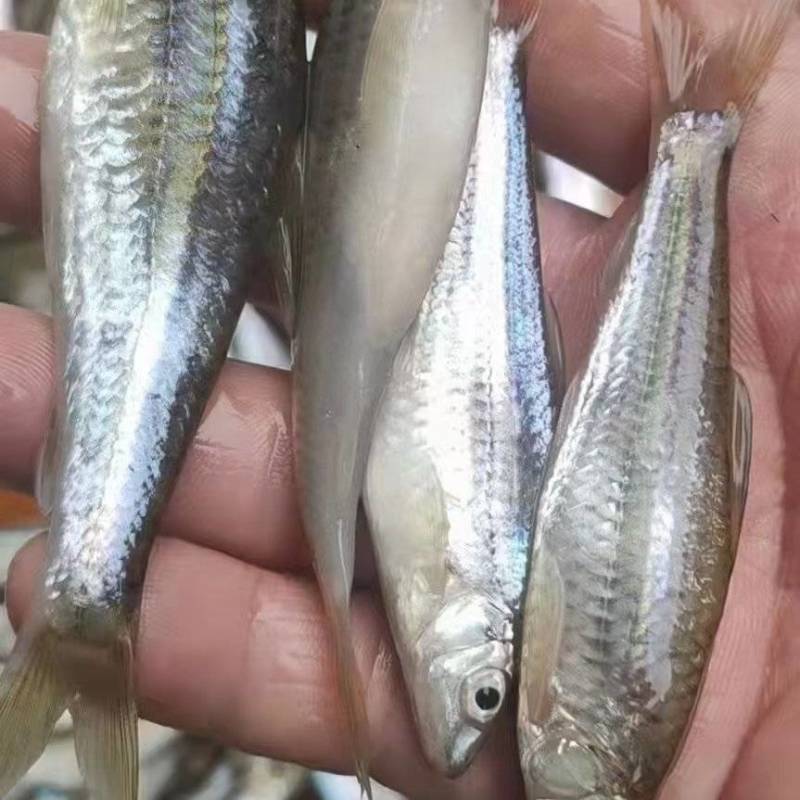 小溪鱼欢迎下单
