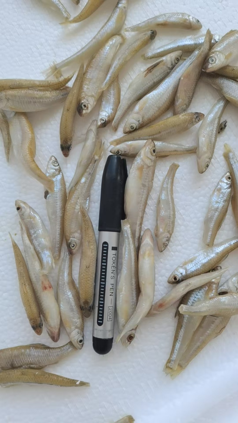 小溪鱼欢迎下单