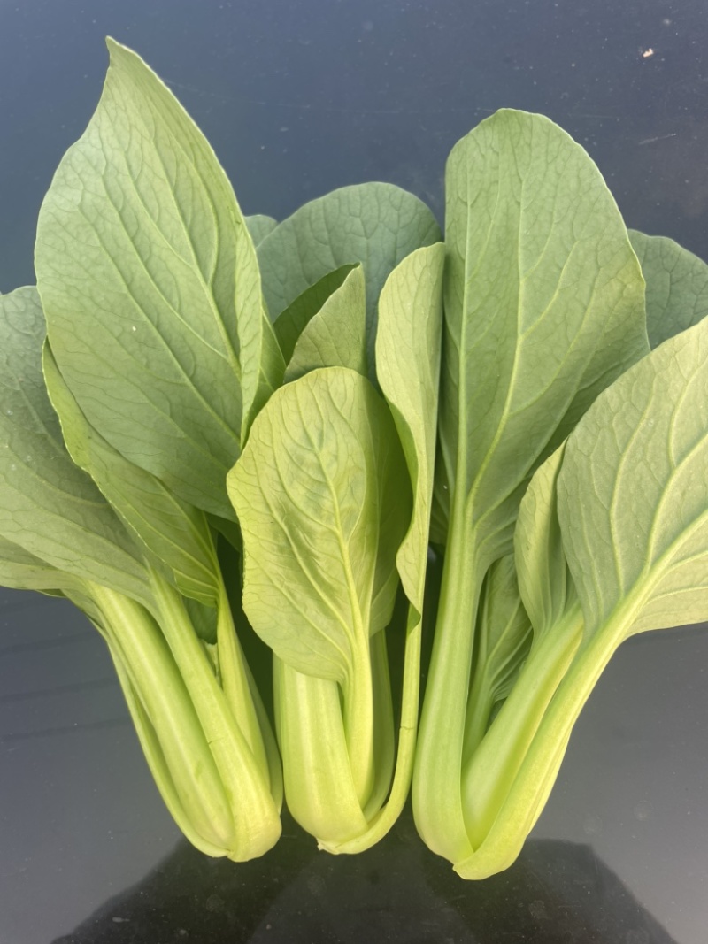 精品上海青叶菜基地，大量上市，欢迎全国采购商致电，
