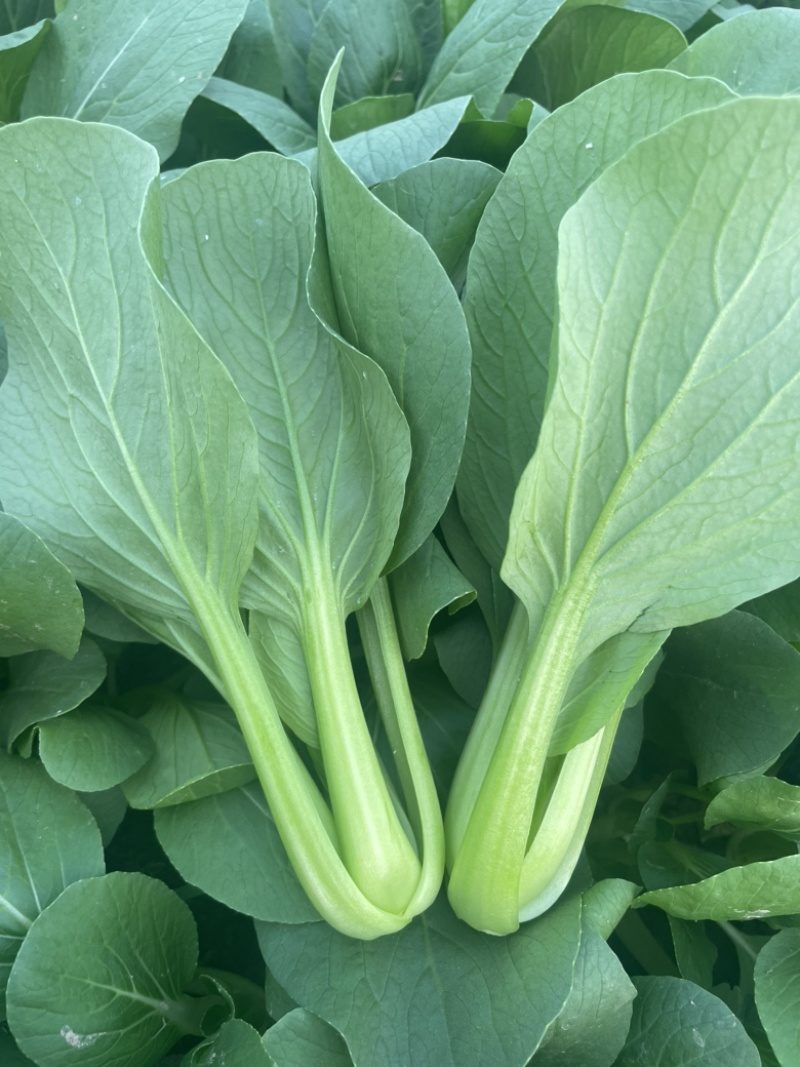 精品上海青叶菜基地，大量上市，欢迎全国采购商致电，