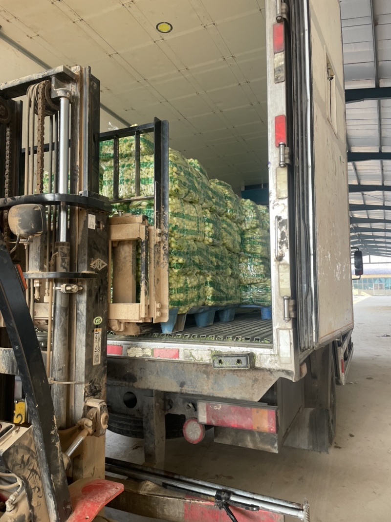 精品上海青叶菜基地，大量上市，欢迎全国采购商致电，