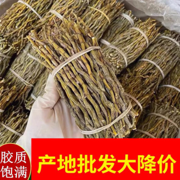 石斛粗条石斛干条芽条铁皮鲜条煲汤无渣胶质饱满新鲜磨粉批发