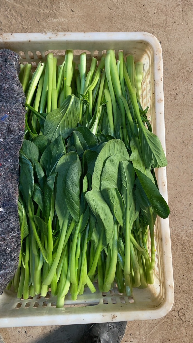 精品上海青叶菜基地，大量上市，欢迎全国采购商致电，
