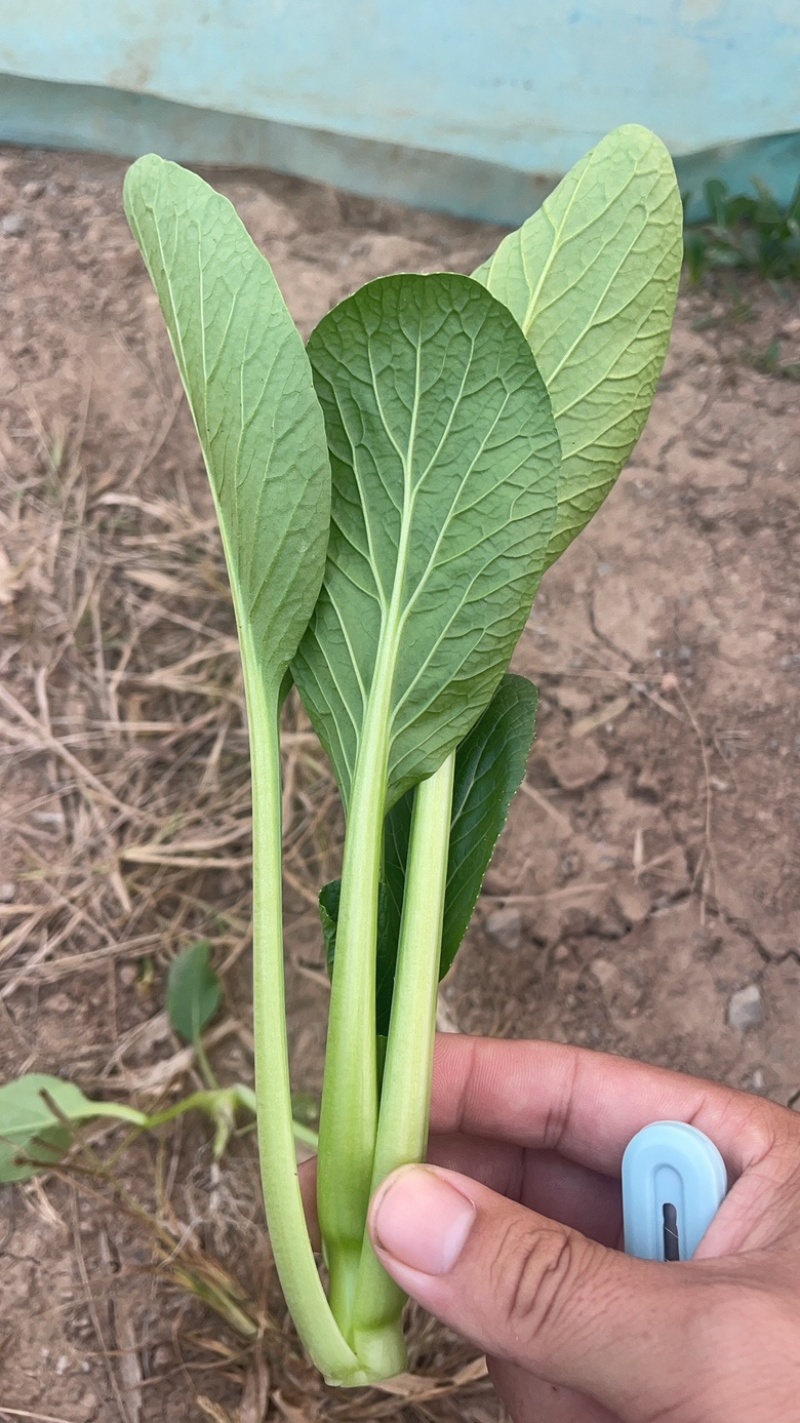 精品上海青叶菜基地，大量上市，欢迎全国采购商致电，