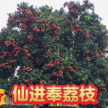 仙进奉，水荔，岭丰糯，情人荔，无核荔，桂花香，妃子笑