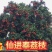 仙进奉，水荔，岭丰糯，情人荔，无核荔，桂花香，妃子笑