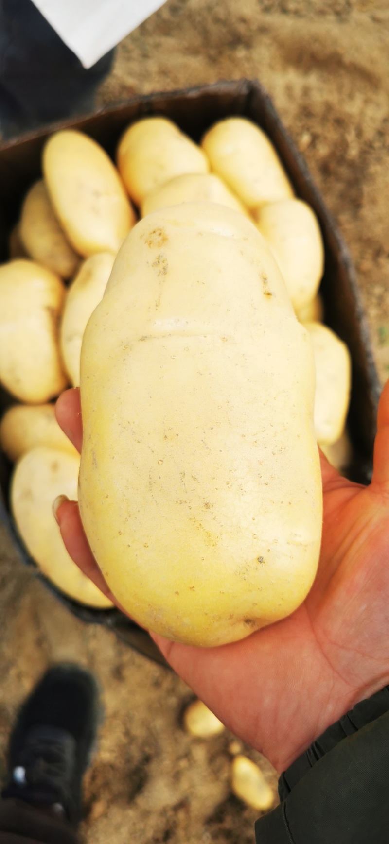 稀森土豆，一亩田。果形好饱满4两以上精品