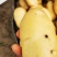 稀森土豆，一亩田。果形好饱满4两以上精品