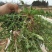 蒲公英种子精选纯新采收包发芽提供种植技术