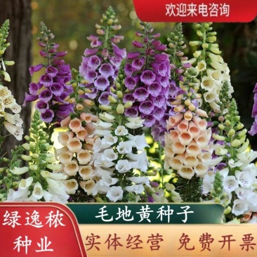 毛地黄种子指顶花吊钟花籽庭院花镜室内外阳台耐寒秋季播花种