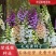 毛地黄种子指顶花吊钟花籽庭院花镜室内外阳台耐寒秋季播花种
