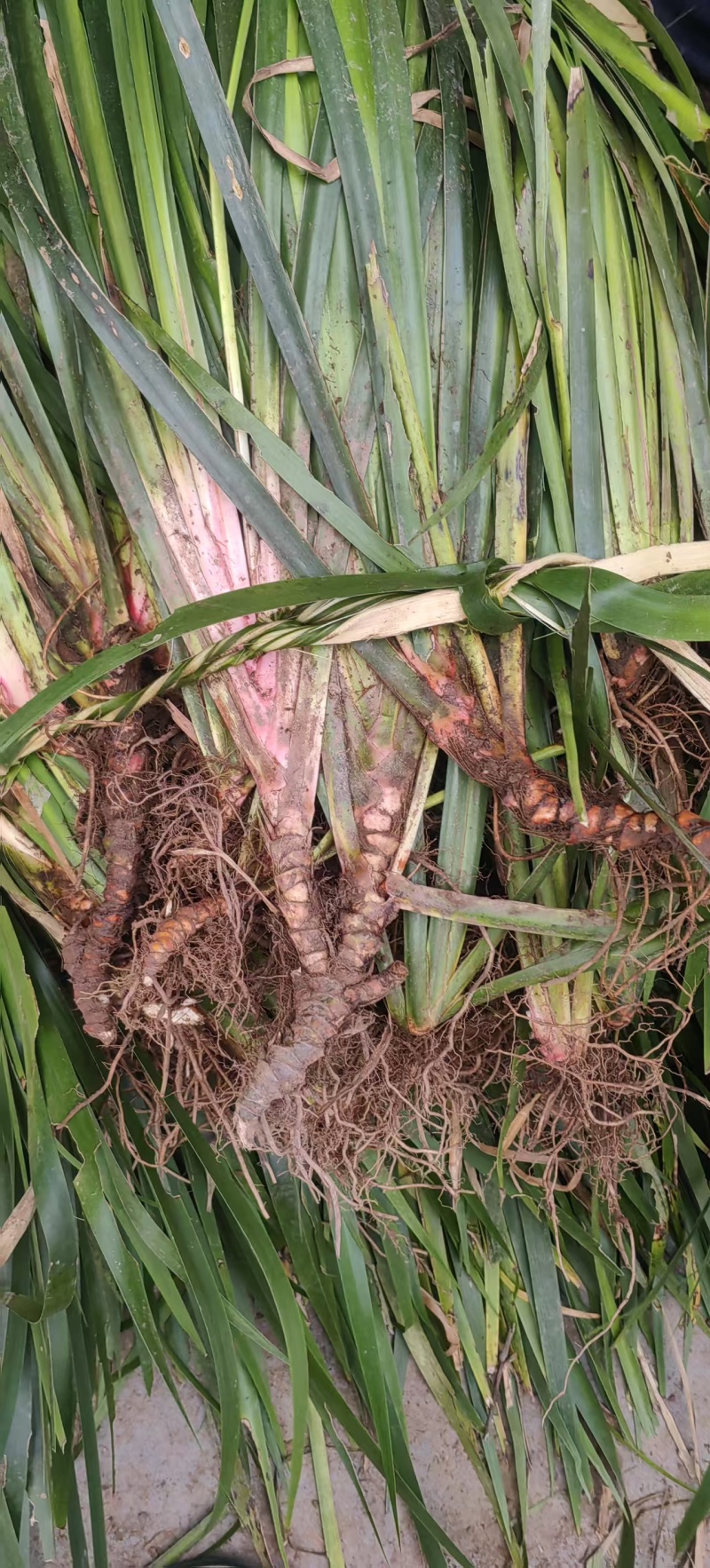 石菖蒲种苗