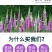 毛地黄种子指顶花吊钟花籽庭院花镜室内外阳台耐寒秋季播花种