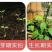 毛地黄种子指顶花吊钟花籽庭院花镜室内外阳台耐寒秋季播花种