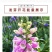 毛地黄种子指顶花吊钟花籽庭院花镜室内外阳台耐寒秋季播花种