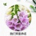 毛地黄种子指顶花吊钟花籽庭院花镜室内外阳台耐寒秋季播花种