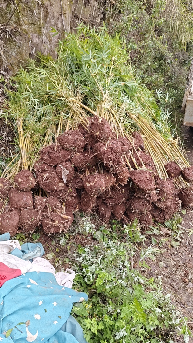 现竹重庆静观镇