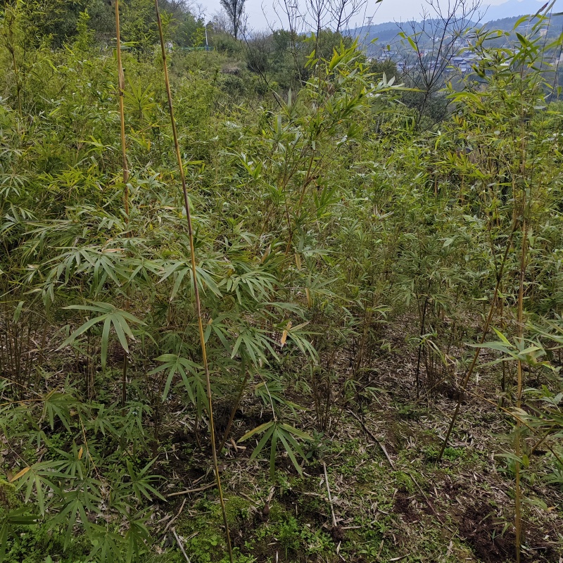 现竹重庆静观镇