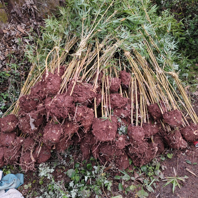 现竹重庆静观镇