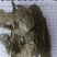 布渣叶无硫新货产地一手货源现货24小时内发货