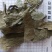 布渣叶无硫新货产地一手货源现货24小时内发货