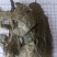 布渣叶无硫新货产地一手货源现货24小时内发货