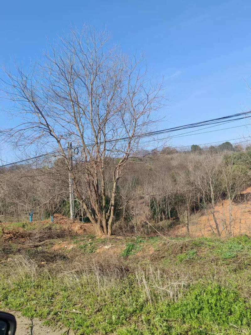 精品乌桕基地直发品质保证量大从优一手货源欢迎联系