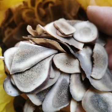 鹿茸