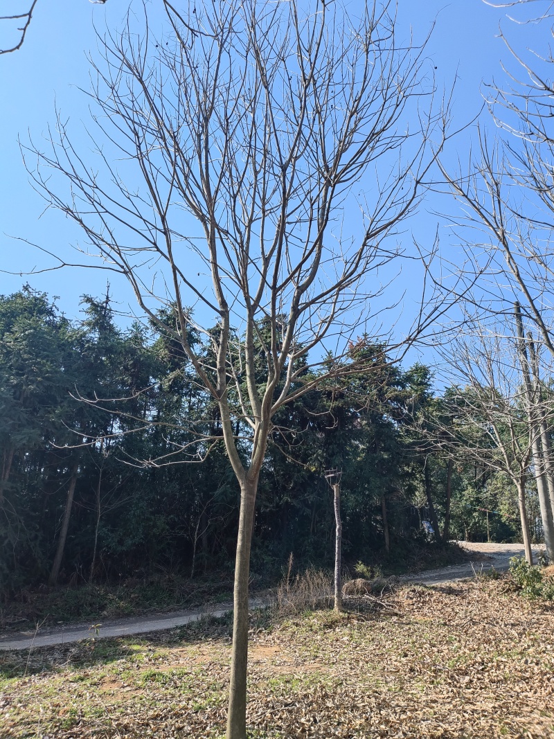 精品无患子，基地直发，品质保证，量大从优，一手货源