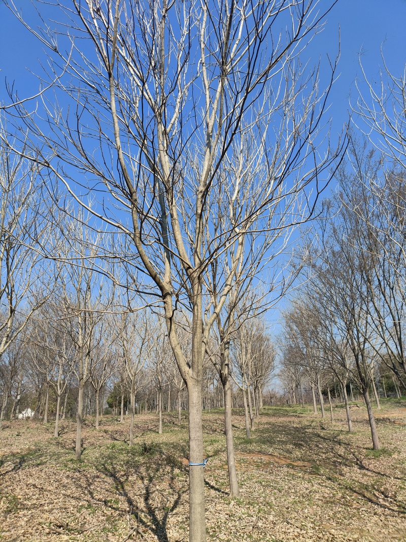 精品无患子，基地直发，品质保证，量大从优，一手货源