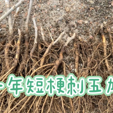 刺五加苗统货