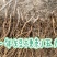 刺五加苗统货