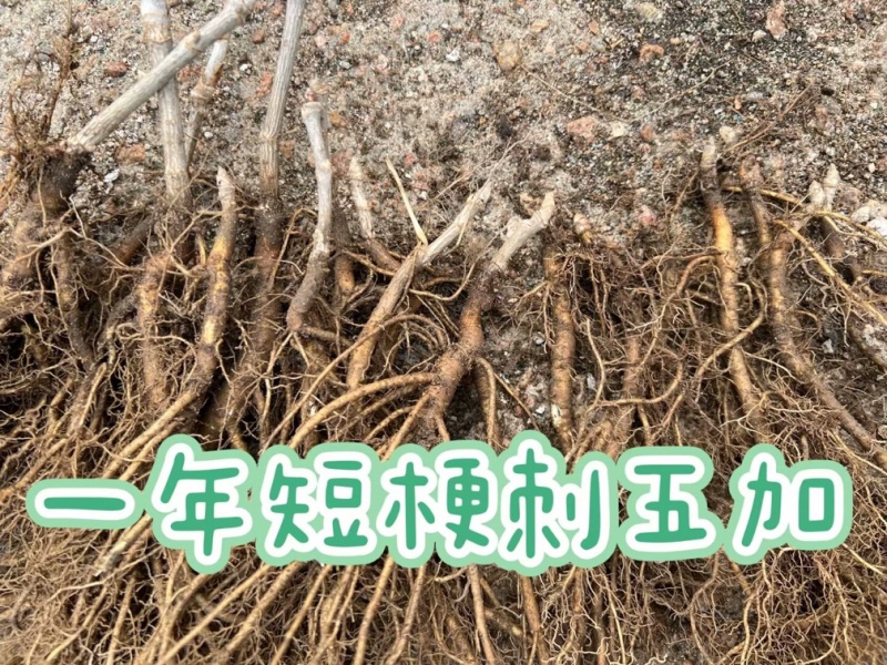 刺五加苗统货