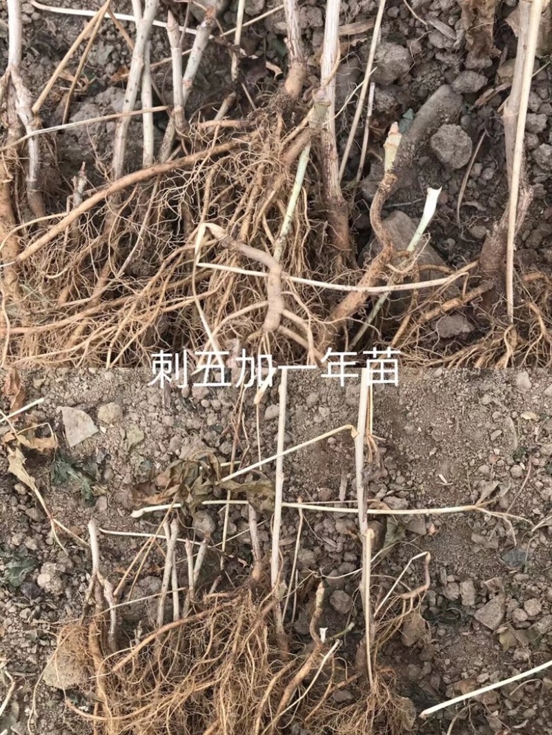 刺五加苗统货