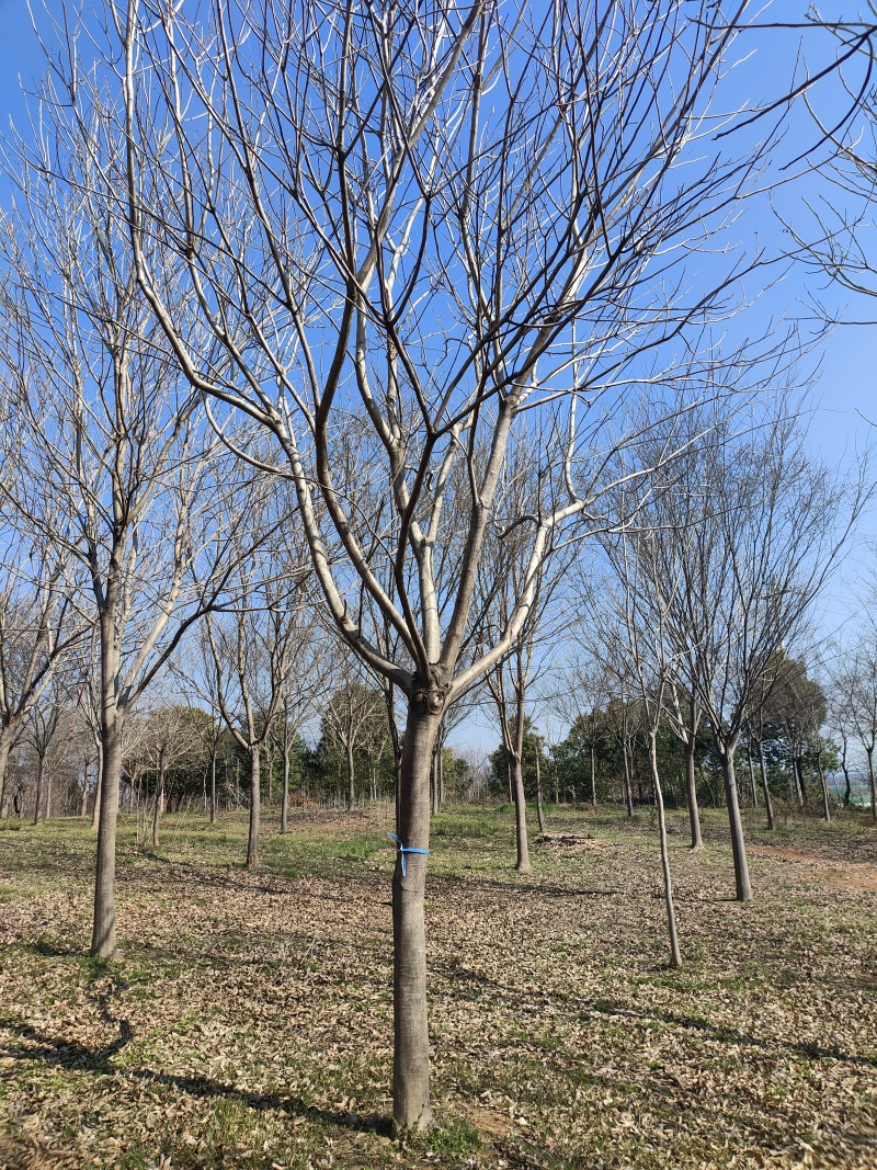 精品无患子，基地直发，品质保证，量大从优，一手货源