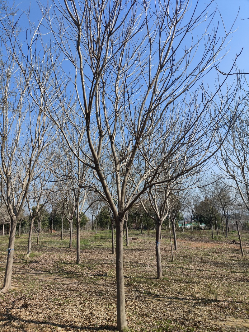 精品无患子，基地直发，品质保证，量大从优，一手货源