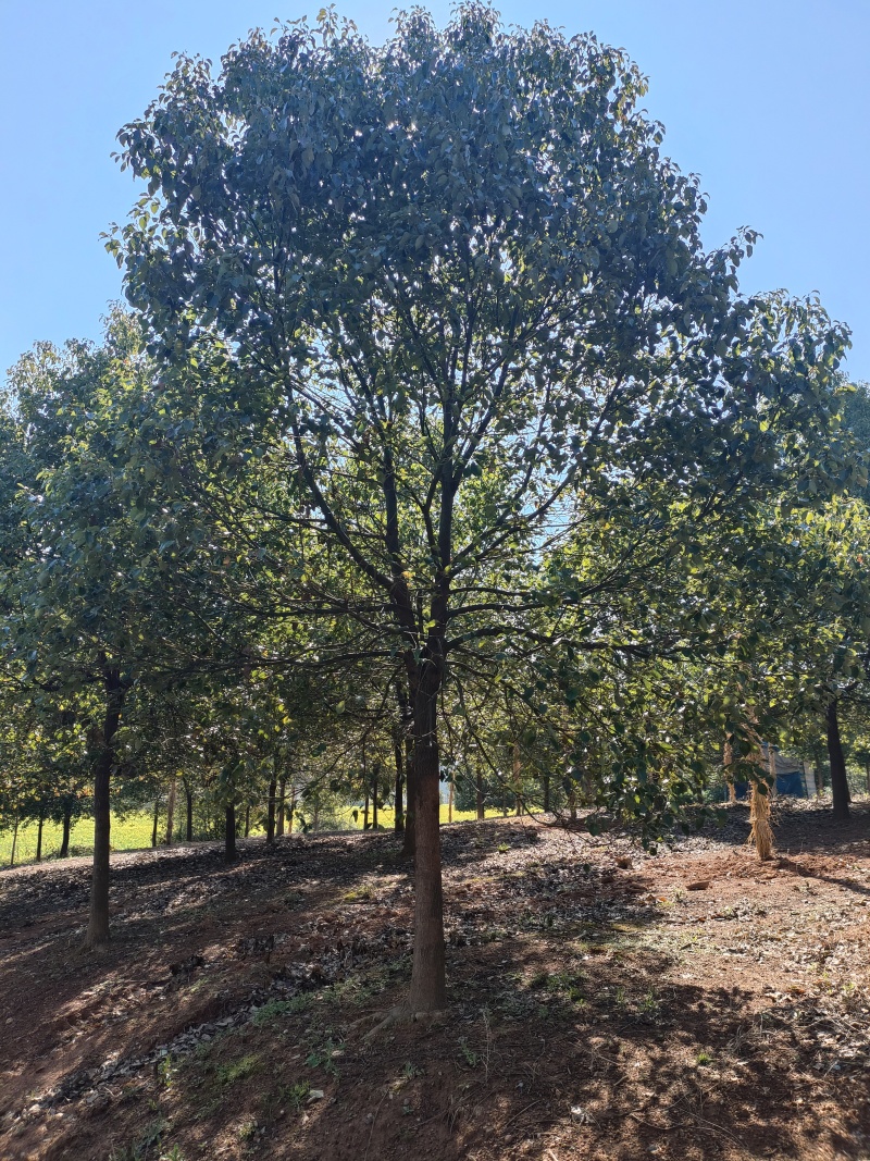 精品香樟，基地直发，品质保证，量大从优，一手货源，欢迎