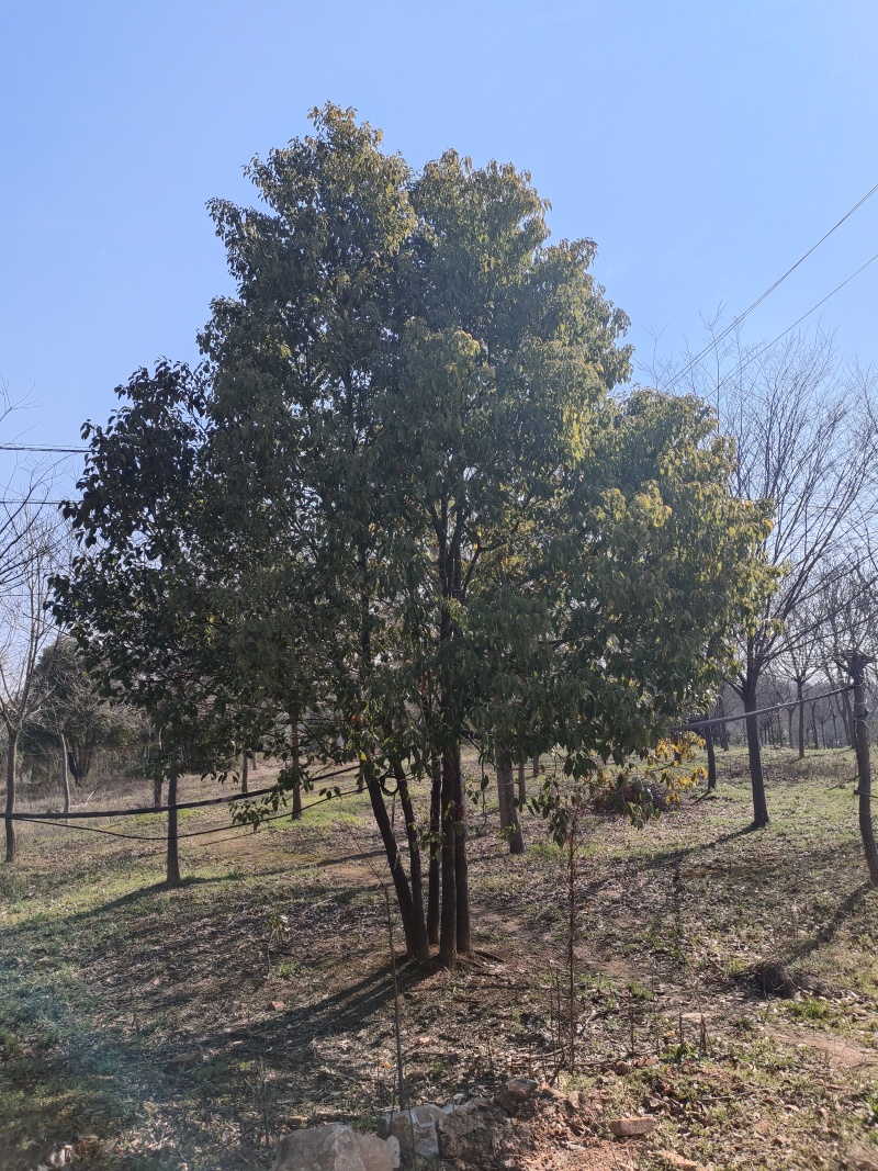 精品香樟，基地直发，品质保证，量大从优，一手货源，欢迎