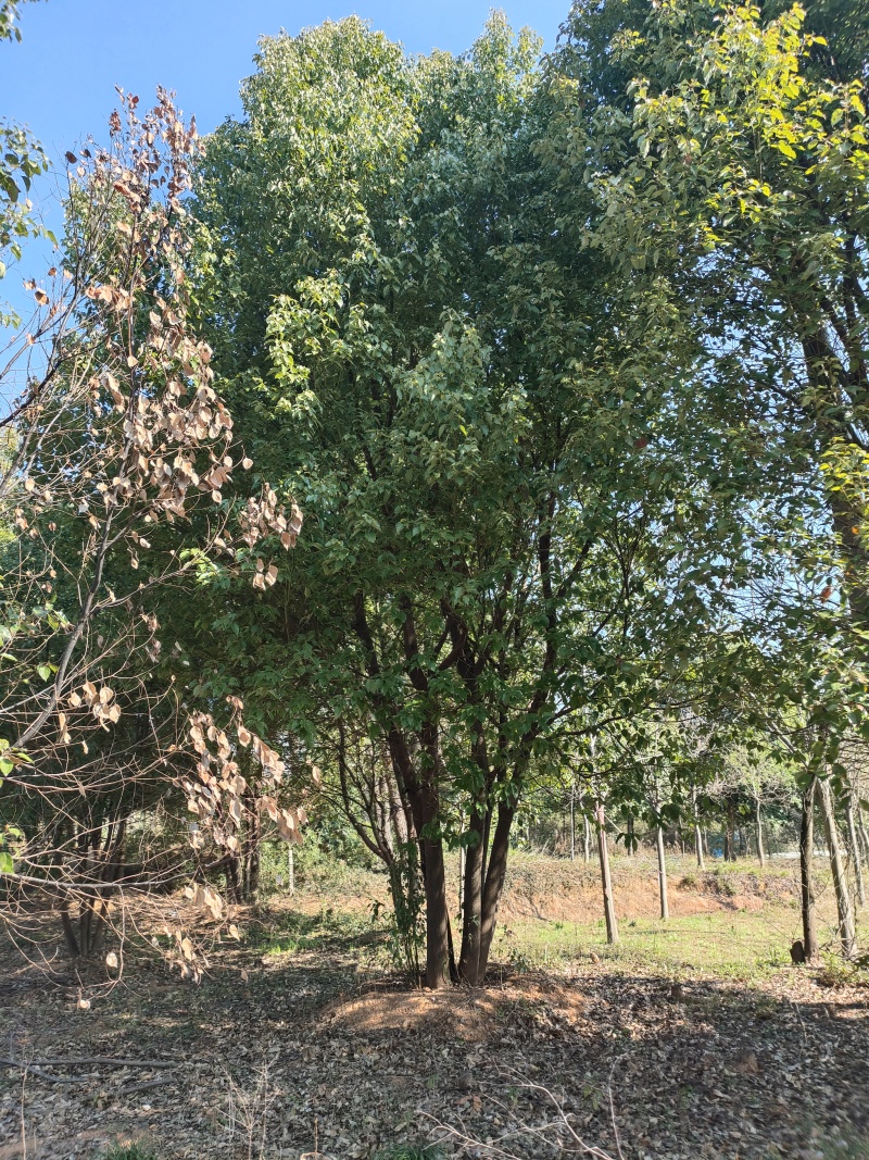 精品香樟，基地直发，品质保证，量大从优，一手货源，欢迎