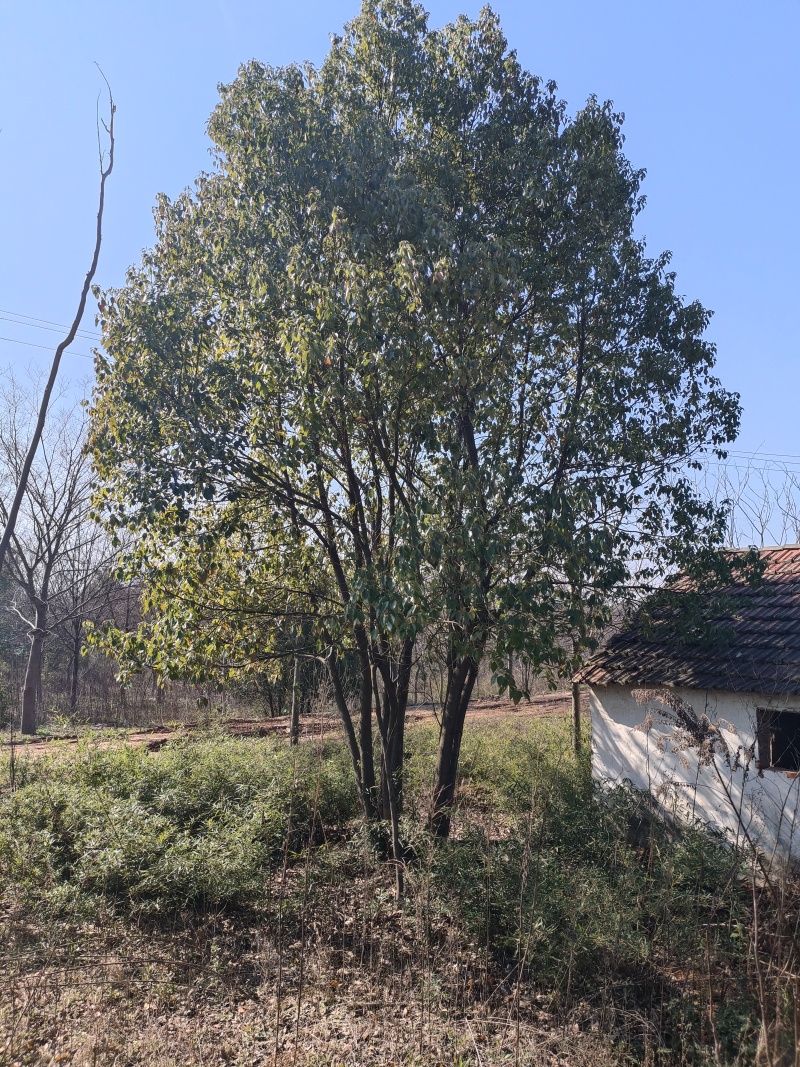 精品香樟，基地直发，品质保证，量大从优，一手货源，欢迎