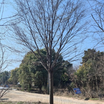 精品榉树，基地直发，品质保证，量大从优，一手货源